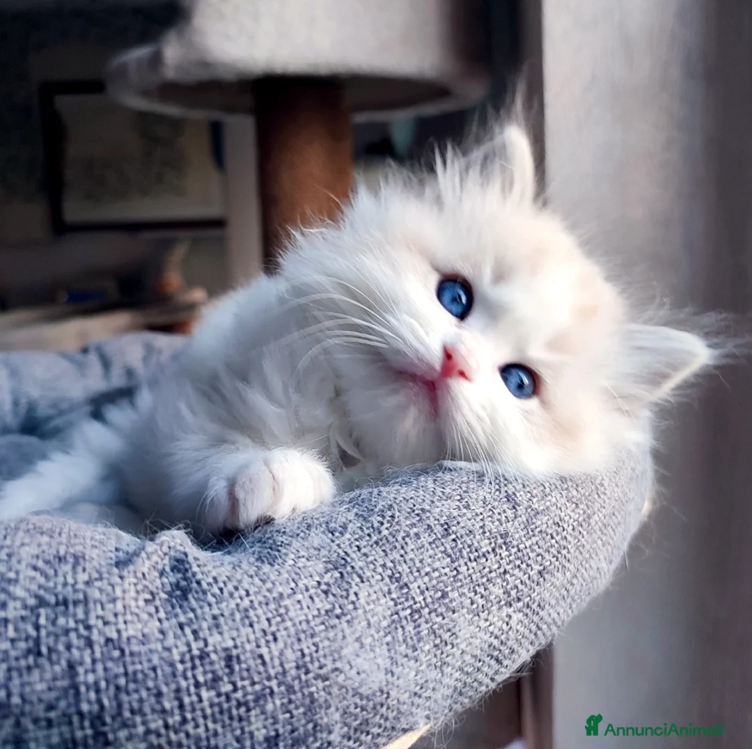 Immagine della galleria {{count}}