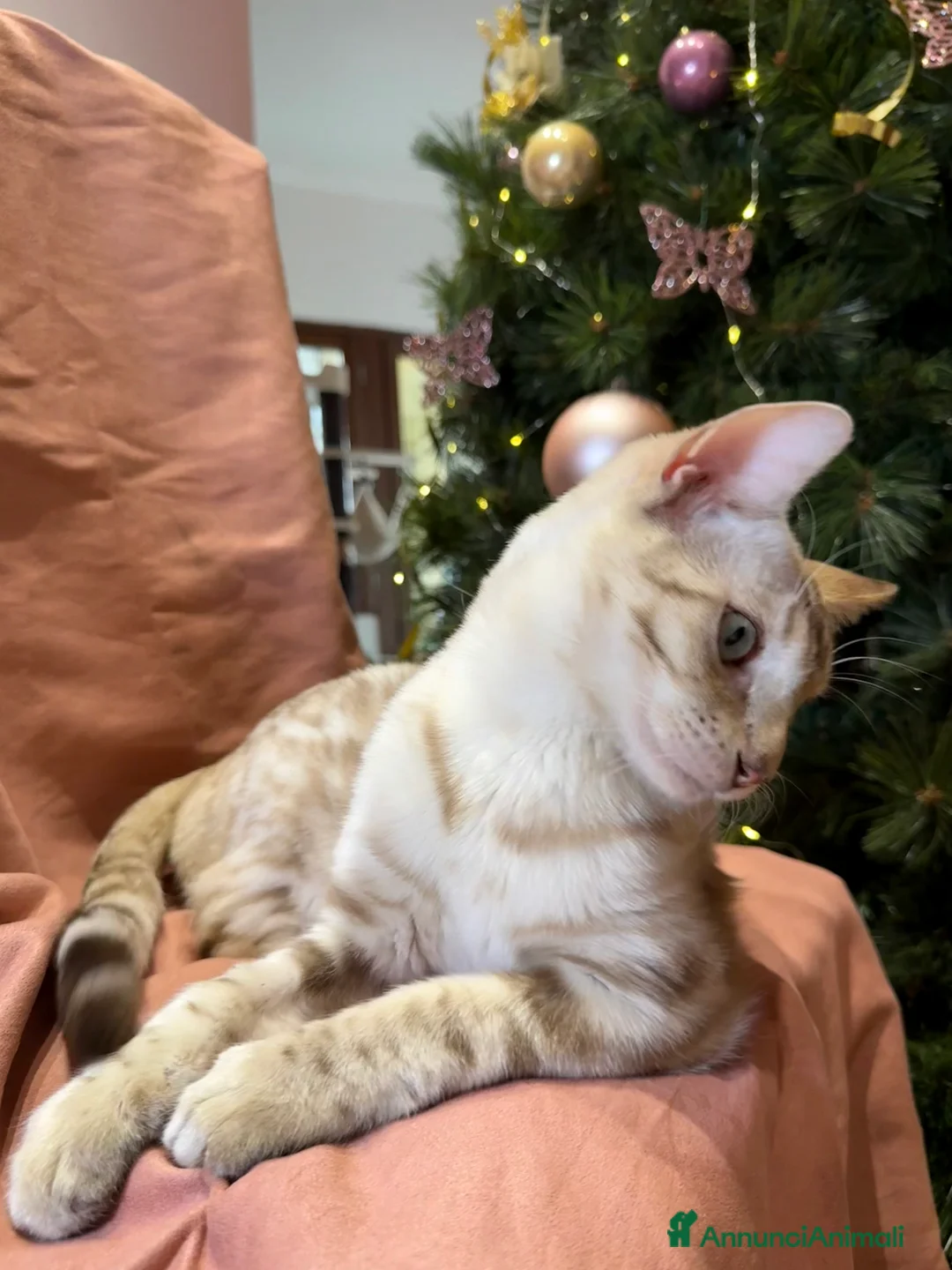 Bengala gatti in vendita: Gattino bengala snow mink  - Annuncio 4