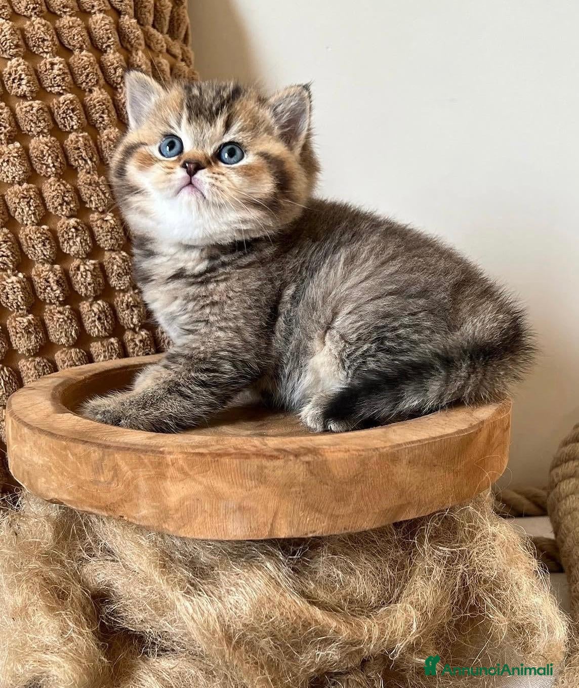 British gatti Magnifici cuccioli di british shorthair golden  - Annuncio 5