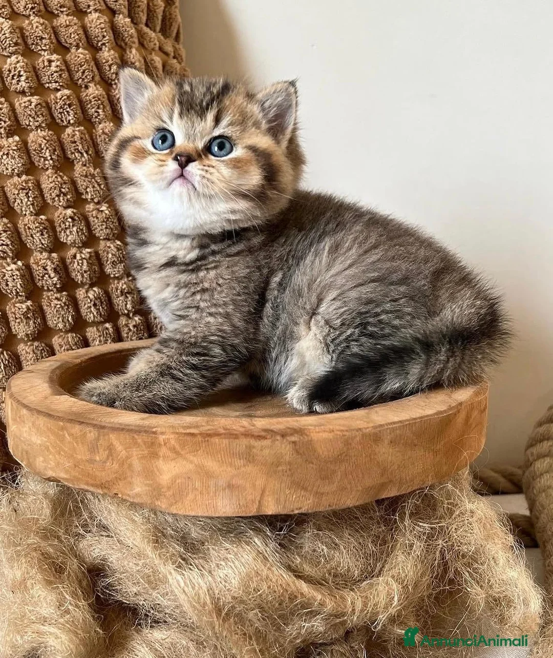 British gatti in vendita: Magnifici cuccioli di british shorthair golden  - Annuncio 1