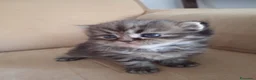 Persiano gatti in vendita: Cinque cuccioli di persiano - Annuncio 5