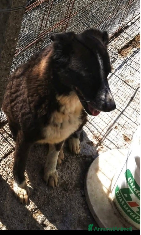 Meticcio cani 2sorelle 10anni IN BOX DA 7ANNI.CAMPANIA a Città metropolitana di Milano - Annuncio 1