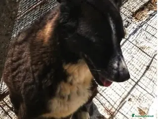 Meticcio cani 2sorelle 10anni IN BOX DA 7ANNI.CAMPANIA a Città metropolitana di Milano - Annuncio 35