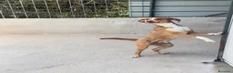 Meticcio cani in regalo: Barry a Provincia di Ferrara - Annuncio 3
