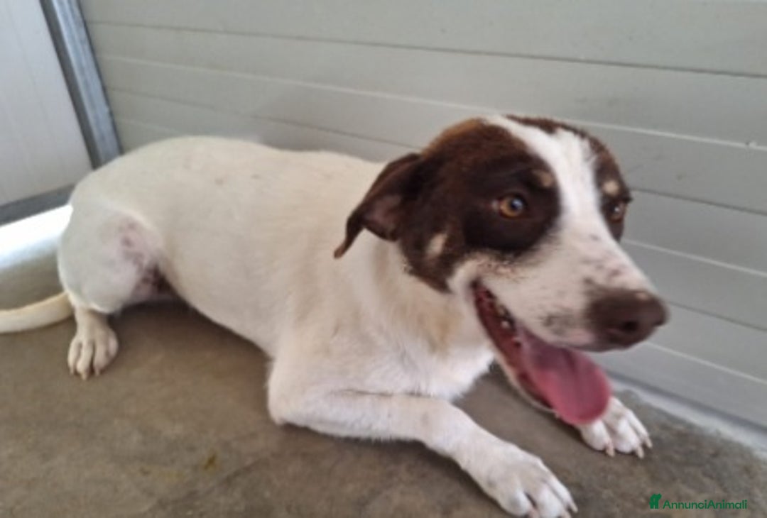 Meticcio cani in regalo: Lillo 18mesi mix segugio bicolore in box da sempre - Annuncio 1