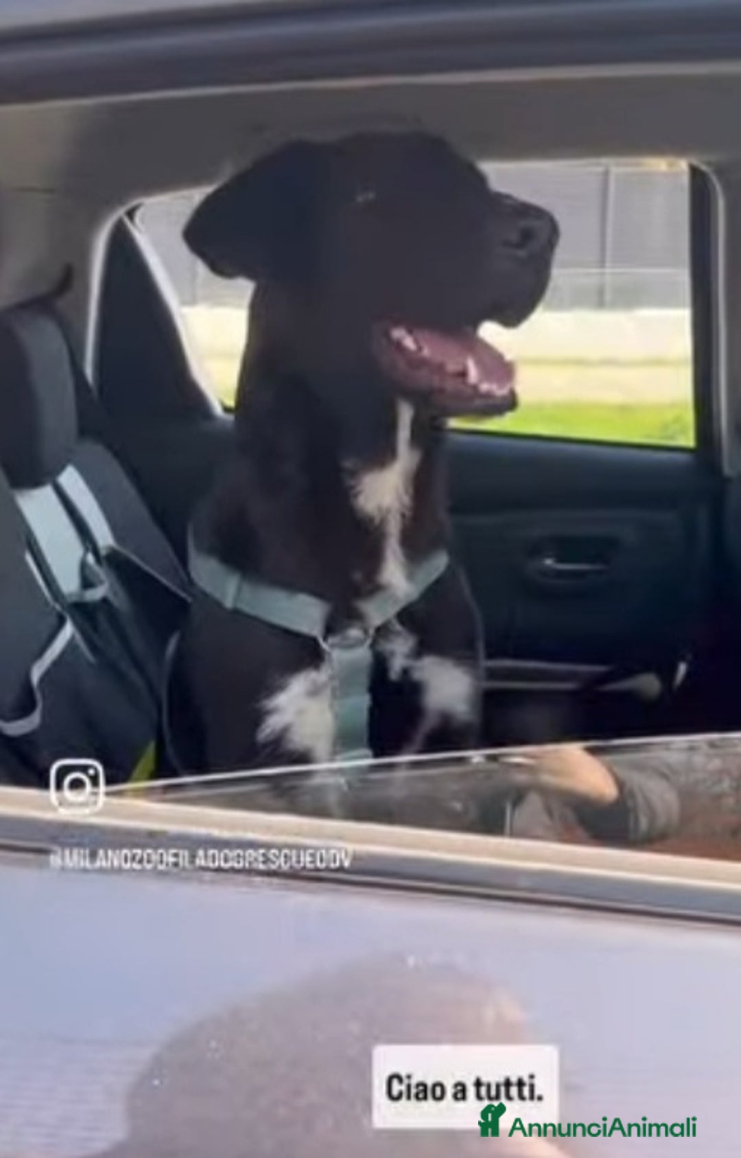 Meticcio cani in regalo: 11mesi,nero,tg media salito mesi fa a MILANO  a Città metropolitana di Milano - Annuncio 3