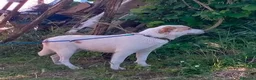 Meticcio cani in regalo: MOOCKIE CUCCIOLO MIX LABRADOR  a Provincia di Varese - Annuncio 4