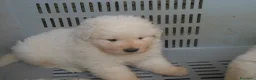 Pastore Maremmano cani in vendita: Spettacolari cuccioli di Pastore Abruzzese  - Annuncio 14