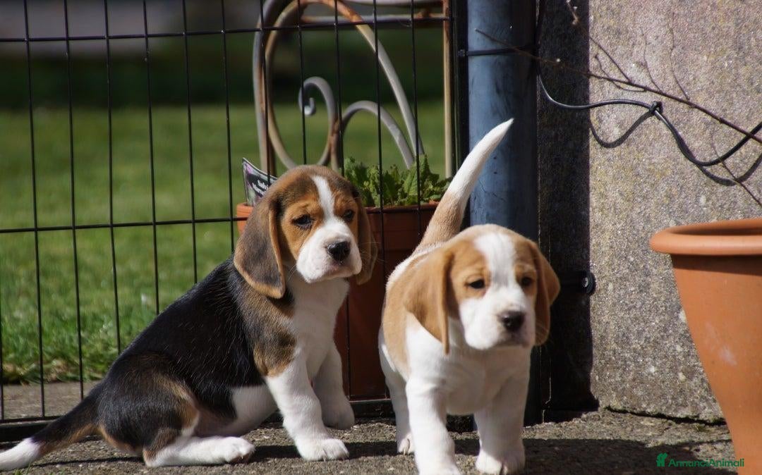 Beagle cani in vendita: Cuccioli di Beagle robusti e magnifici, KC Reg a Città metropolitana di Milano - Immagine 13