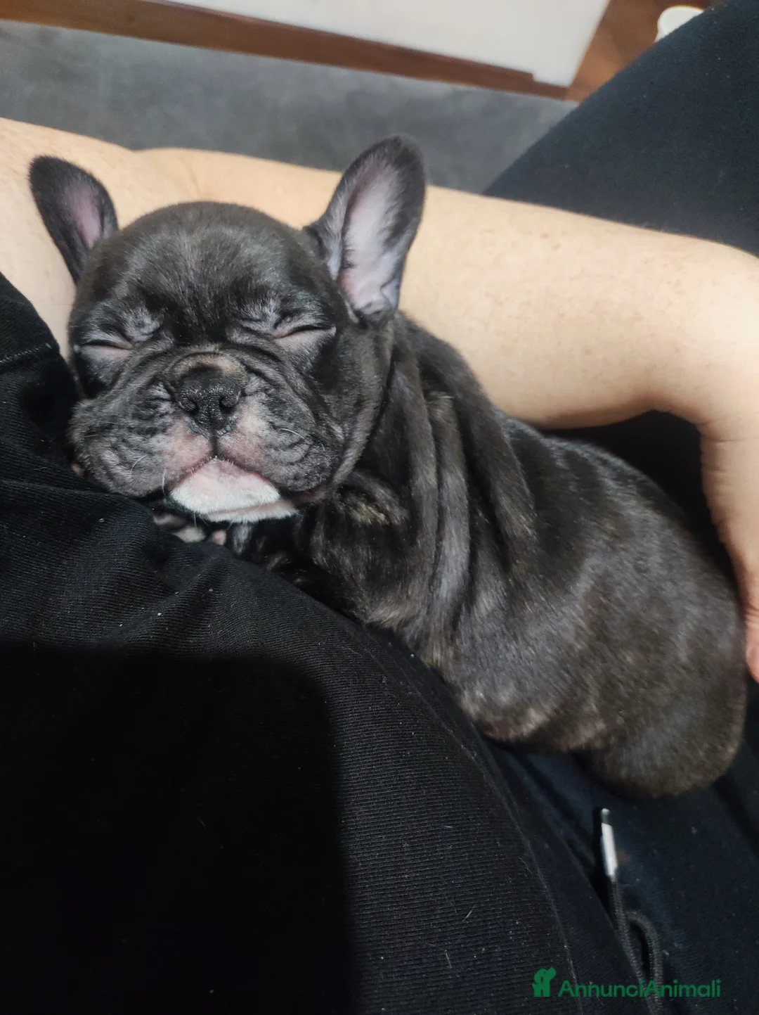 Bulldog Francese cani in vendita: Cuccioli di bulldog francese  - Annuncio 5