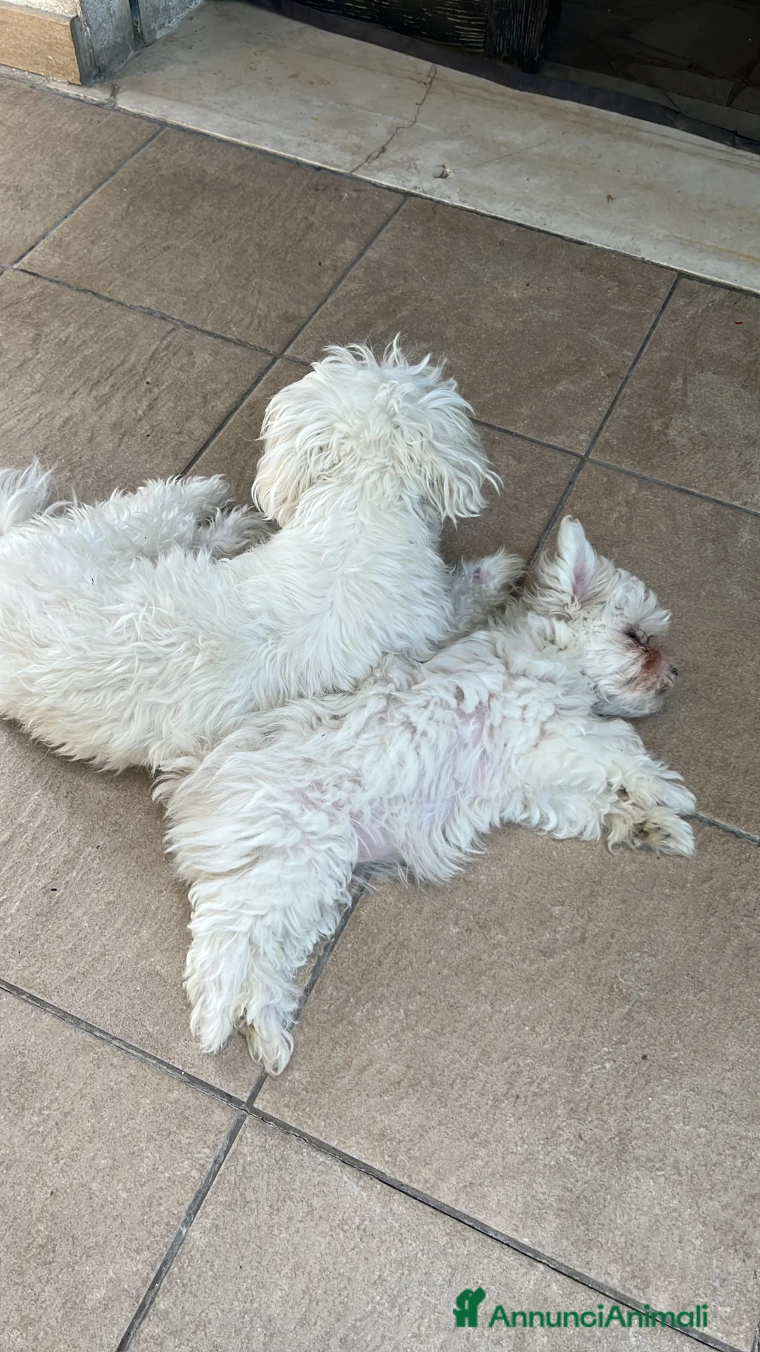Maltese cani in vendita: Maltese toy - Annuncio 2