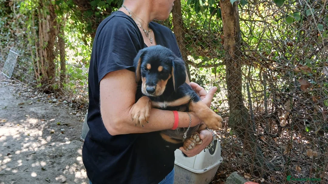 Meticcio cani in regalo: LO SPLENDIDO MALCOM HA BISOGNO DI TE, IN ADOZIONE - Annuncio 2