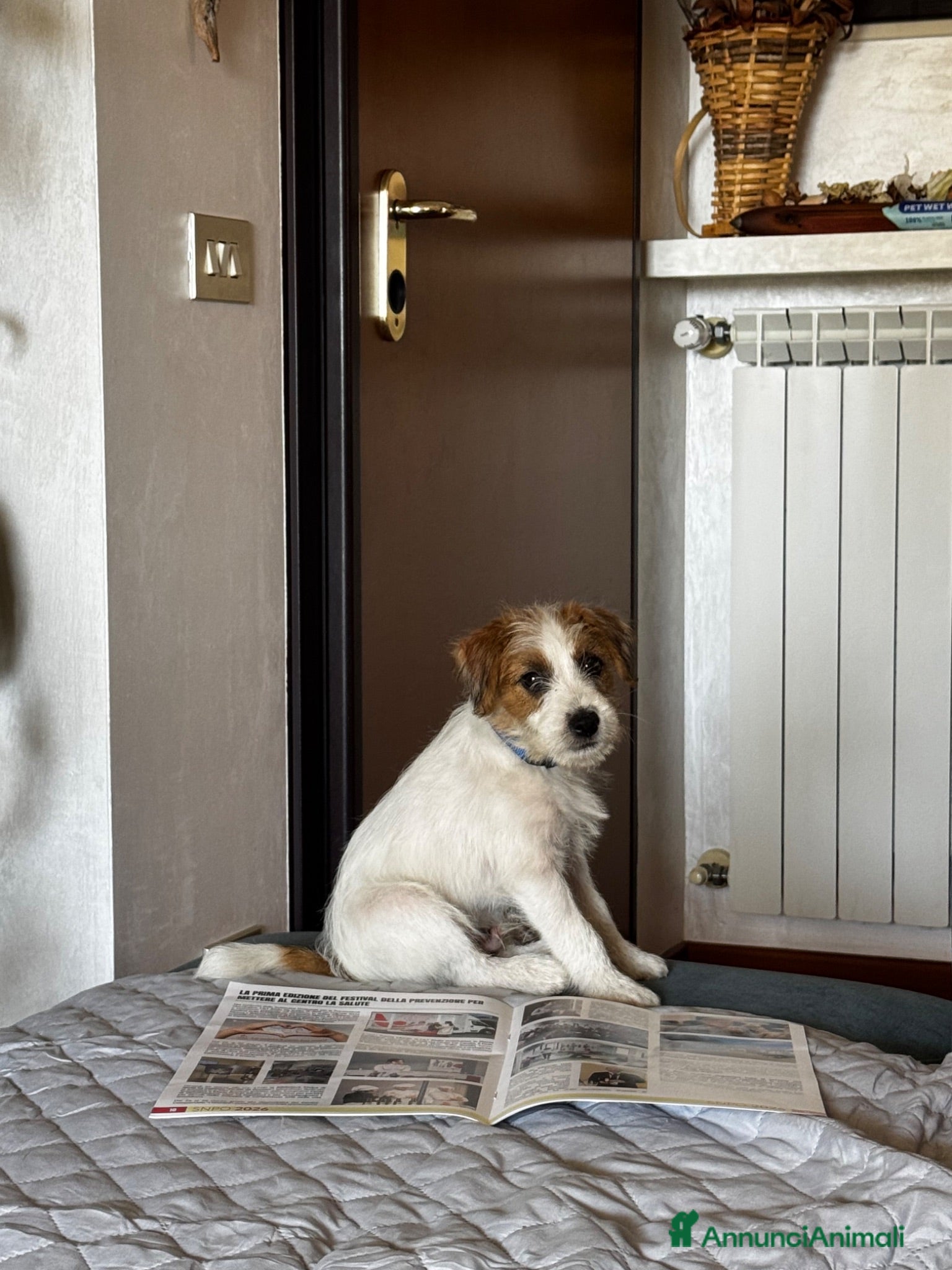 Jack Russell cani Cucciolo di jack russell pelo ruvido - Annuncio 2