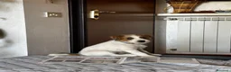 Jack Russell cani in vendita: Cucciolo di jack russell pelo ruvido - Annuncio 1