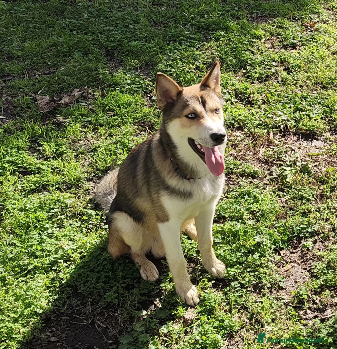 Meticcio cani in regalo: CUCCIOLO OLAF MIX HUSKY  - Annuncio 4