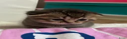 Scottish gatti in vendita: Vendesi scottish Fold/straight a Provincia di Pisa - Annuncio 5