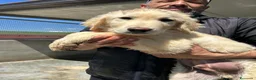 Meticcio cani in regalo: TOBIA, TERRY, TEDDY, TOMMY, THOMAS, TEA E TIMOTHY, - Annuncio 5