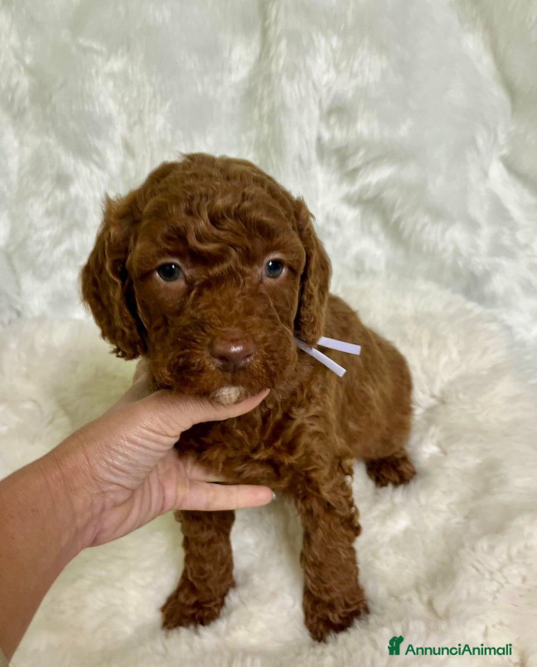 Golden Retriever cani in vendita: Australian Golden DoubleDoodle - Annuncio 10