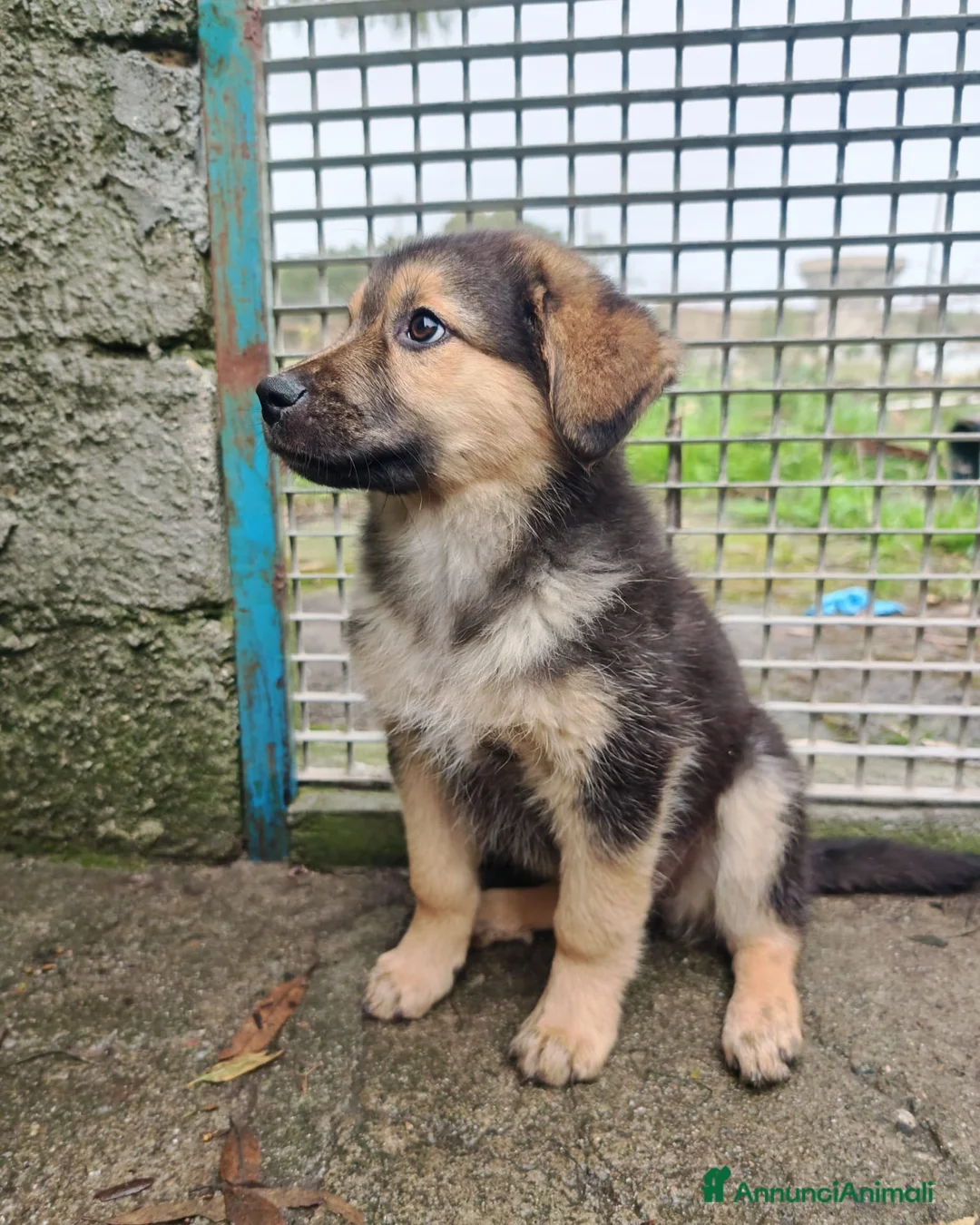 Meticcio cani in regalo: BAMBI 🩷 - cucciola futura taglia media cerca 🏡  - Annuncio 2