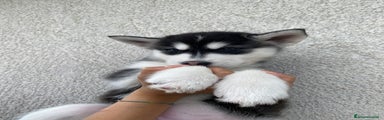 Husky Cucciolo 2