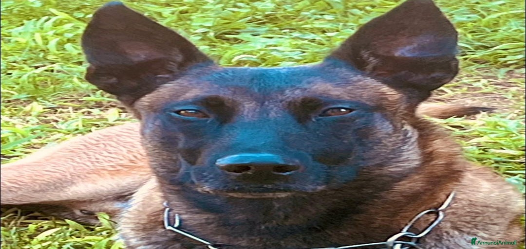 Immagine della galleria {{count}}