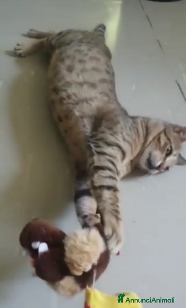 Europeo gatti PIPER micio tigrato occhi verdi 1/2anni URGE ROMA a Città Metropolitana di Milano - Annuncio 42