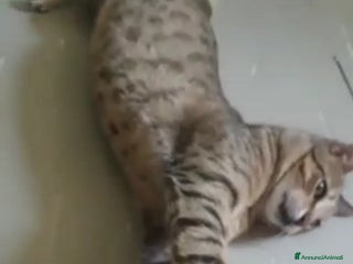 Europeo gatti PIPER micio tigrato occhi verdi 1/2anni URGE ROMA a Città Metropolitana di Milano - Annuncio 3