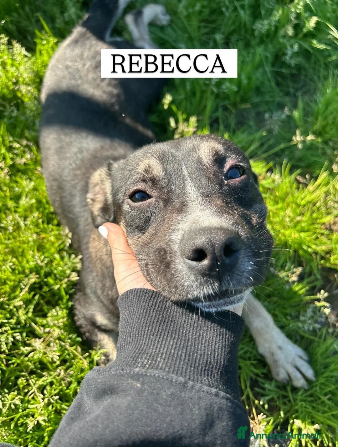 Meticcio cani in regalo: REBECCA, cucciolandia - Annuncio 2