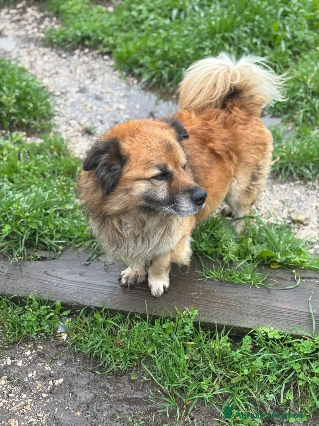 Meticcio cani in regalo: LUCIANO 4 anni taglia contenuta cerca casa - Annuncio 2