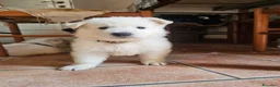Pastore Svizzero cani in vendita: cucciolo pastore svizzero bianco a pelo lungo  - Annuncio 2