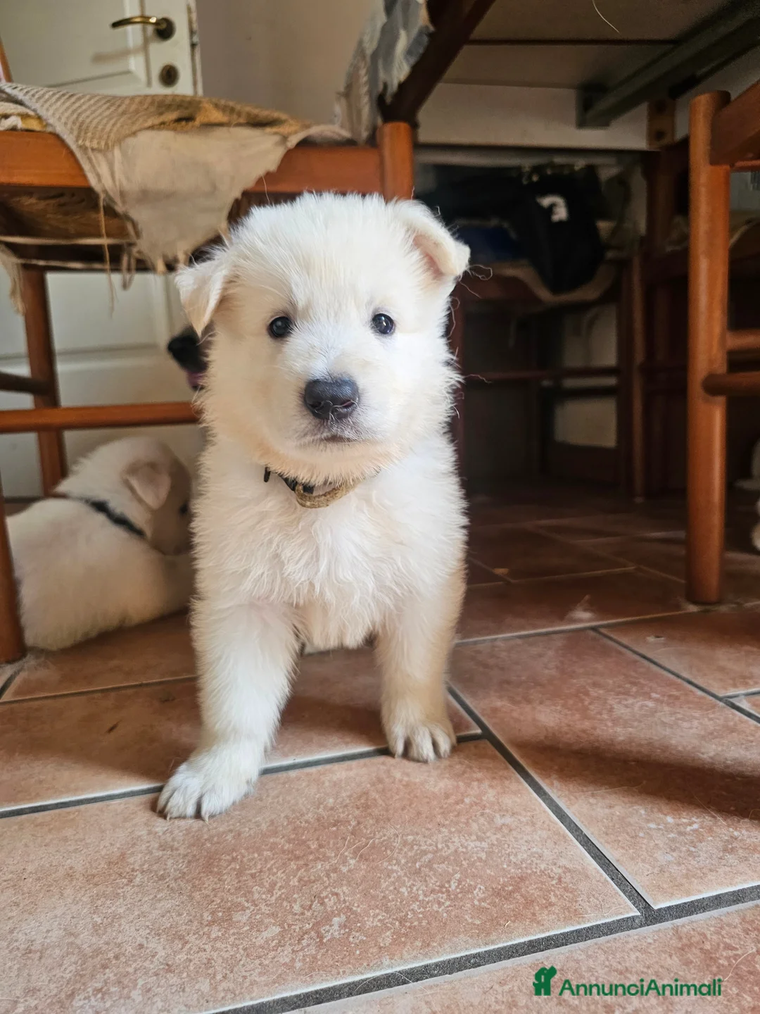 Pastore Svizzero cani in vendita: cucciolo pastore svizzero bianco a pelo lungo  - Annuncio 2