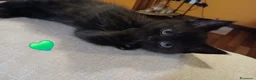 Scottish gatti in vendita: Cuccioli scottish straight - Annuncio 7