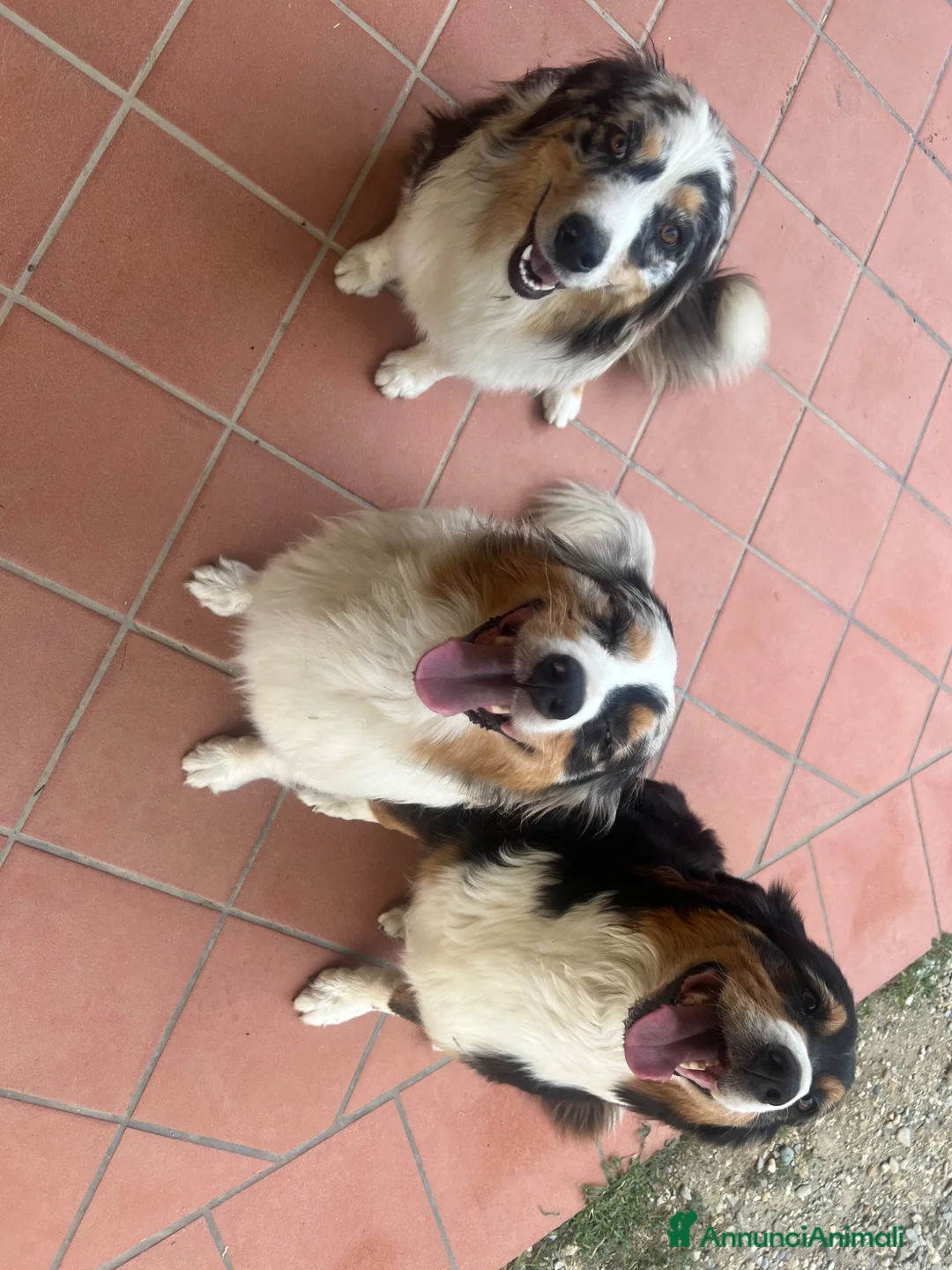 Australian Shepherd cani in vendita: Cucciolo pastore australiano Australian shepherd - Annuncio 10