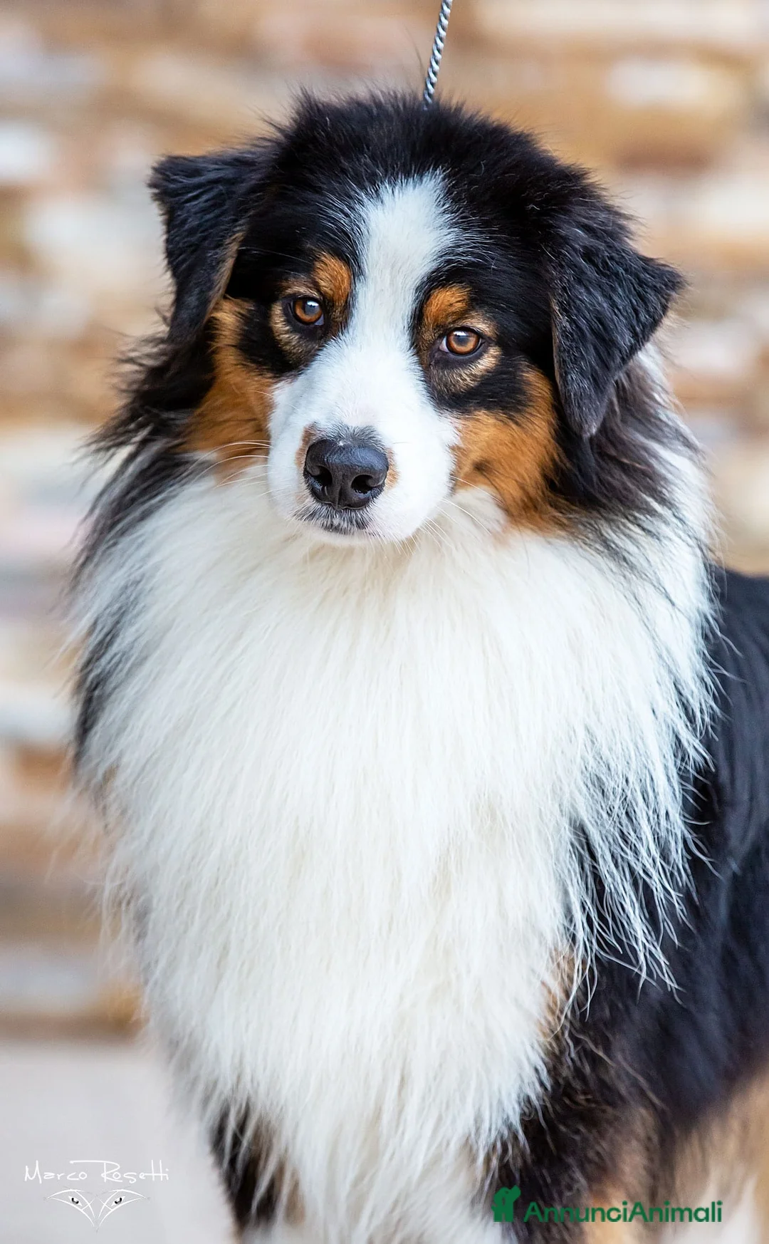 Australian Shepherd cani in vendita: Cuccioli Australian Shepherd - Annuncio 14