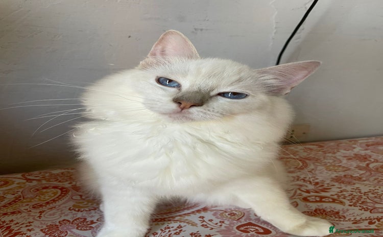 Ragdoll gatti a Città metropolitana di Milano - Annuncio 12
