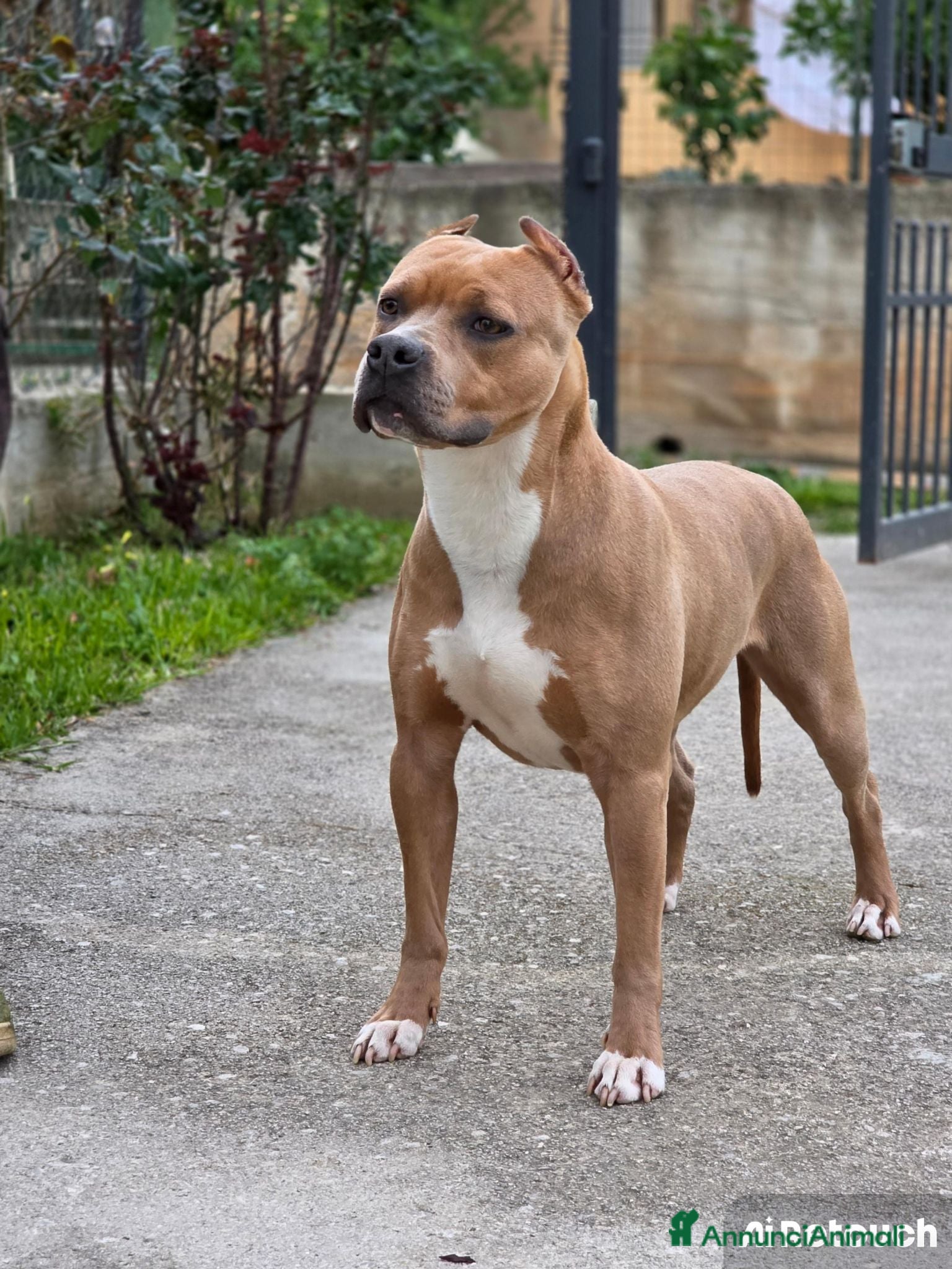 Pitbull cani Pitbull  - Annuncio 1