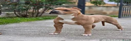 Pitbull cani in vendita: Pitbull  - Annuncio 1