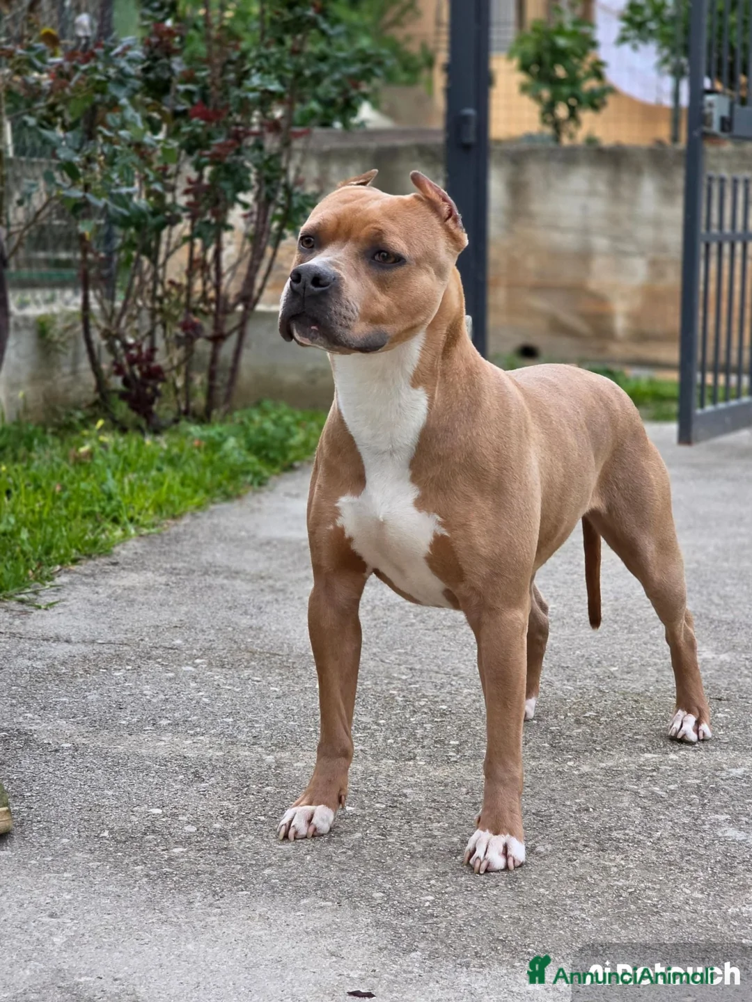 Pitbull cani in vendita: Pitbull  - Annuncio 1
