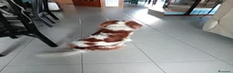 Cavalier King cani per accoppiamento: Cerco per accoppiamento  a Città Metropolitana di Torino - Annuncio 4