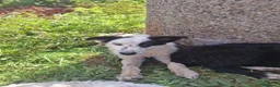 Meticcio cani in regalo: ROMOLO 💙 MA UNO COME LUI DOVE LO TROVI? 🥰 - Annuncio 3
