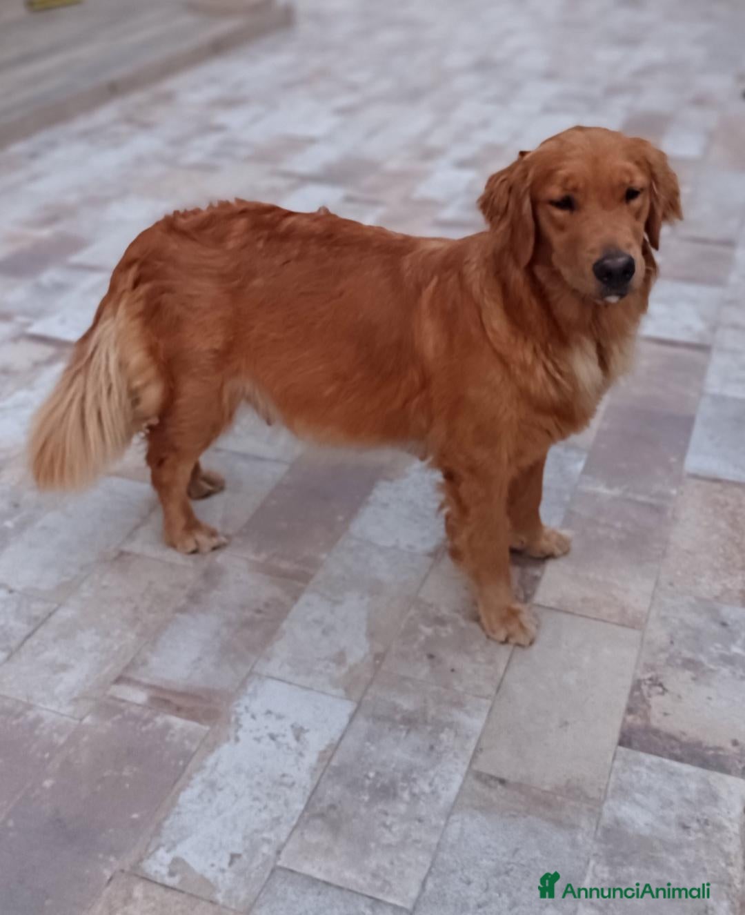 Golden Retriever cani Golden retriever americano  - Annuncio 10
