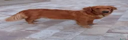 Golden Retriever cani in vendita: Golden retriever americano  - Annuncio 1
