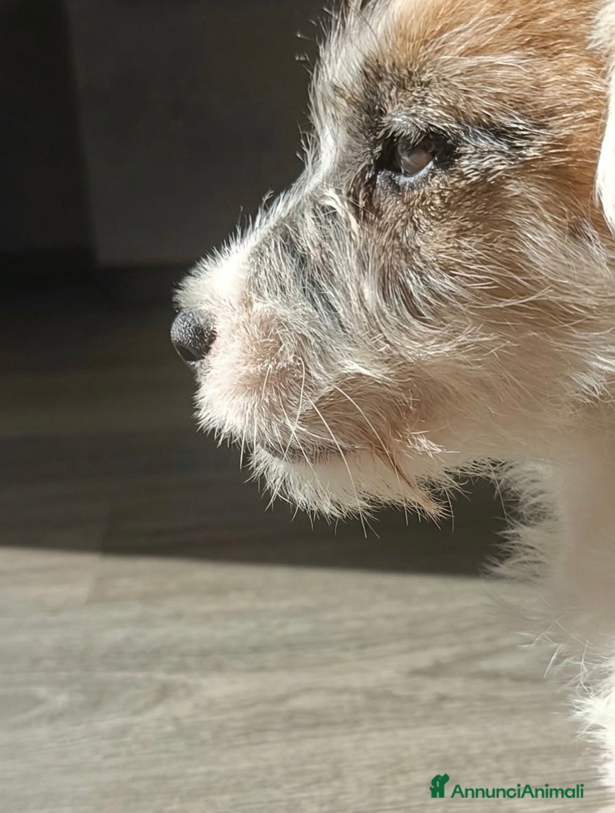 Jack Russell cani Jack Russell alta genealogia  - Annuncio 1