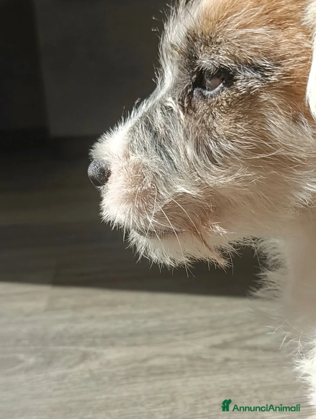 Jack Russell cani in vendita: Jack Russell alta genealogia  a Provincia di Viterbo - Annuncio 1