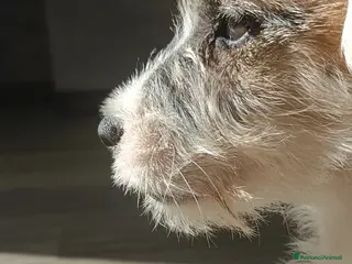 Jack Russell cani Jack Russell alta genealogia - Annuncio 1