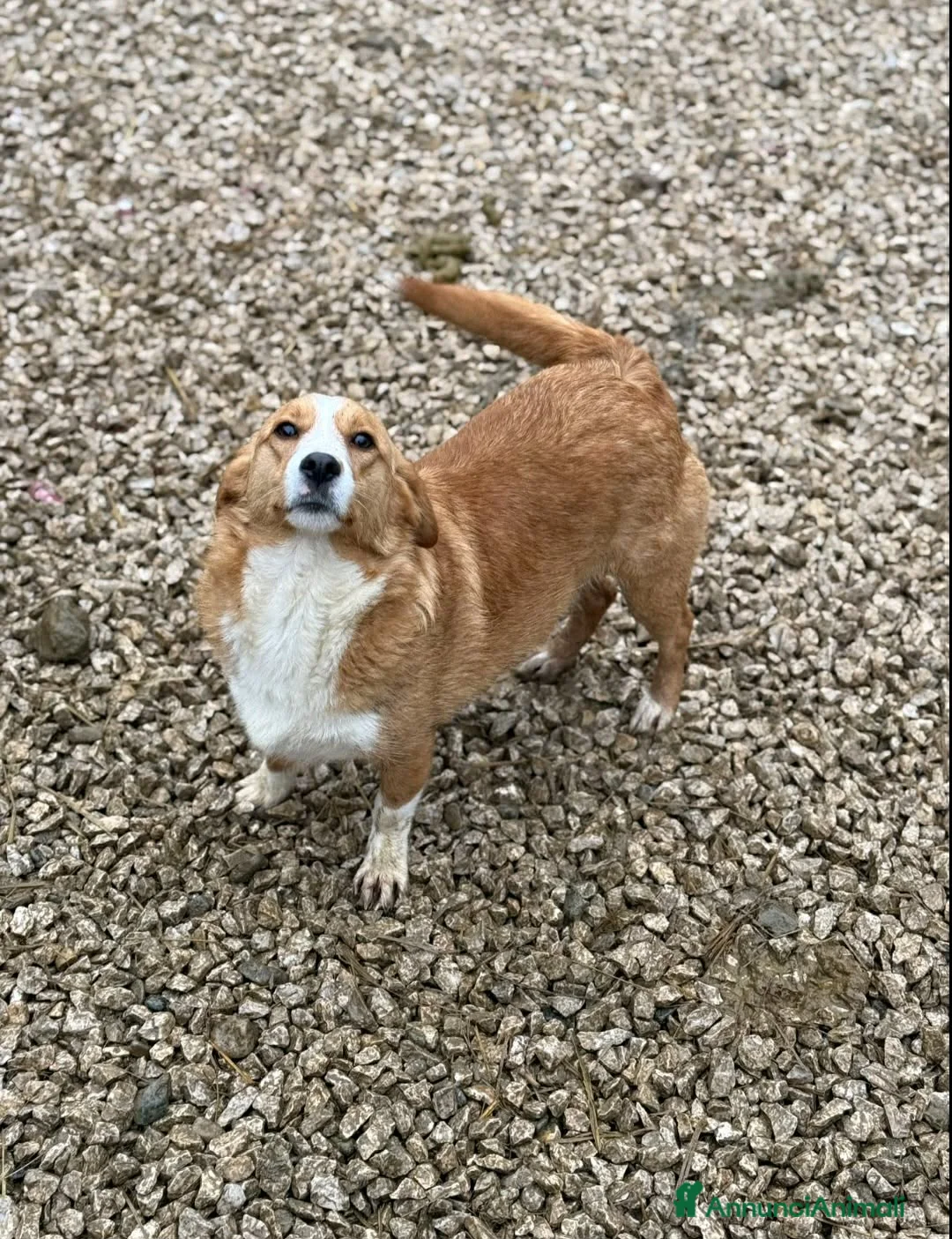 Meticcio cani in regalo: LIZZY, la nanetta più dolce del mondo! - Annuncio 7