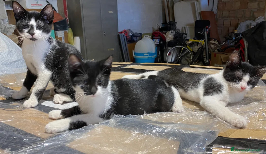 Europeo gatti in regalo: Gattini stupendi 🤩  - Annuncio 1