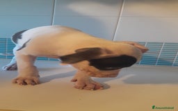 Pitbull cani in vendita: CUCCIOLI DI PITBULL a Provincia di Viterbo - Immagine 14