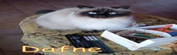 Altre razze gatti in regalo: adozione  del  cuore  URGENTE - Annuncio 4