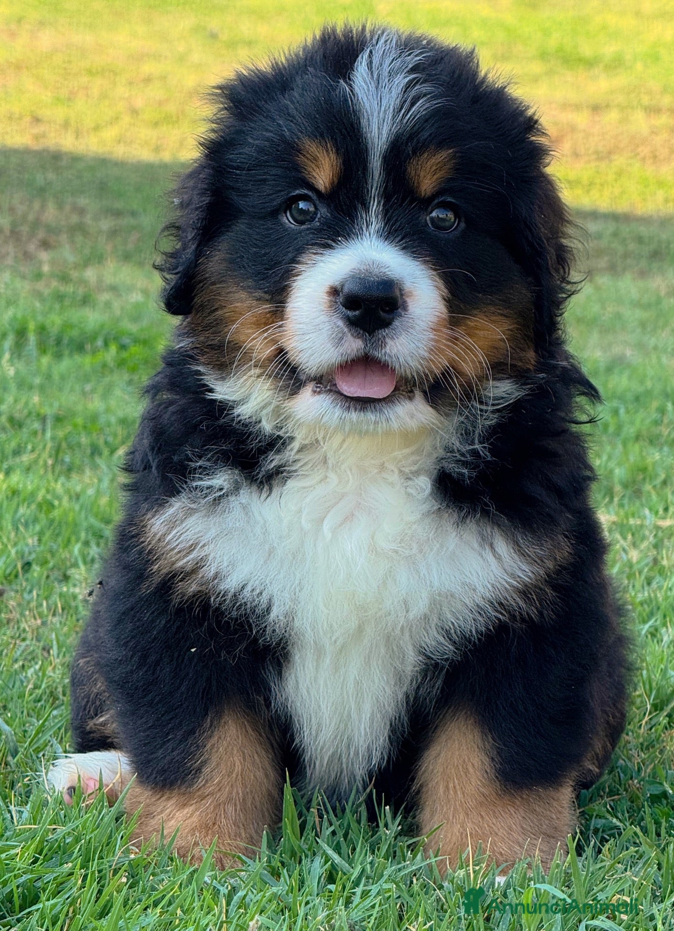 Bovaro del Bernese cani Disponibili cuccioli femmine con pedigree - Annuncio 2
